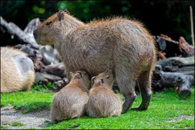 Où a lieu laccouplement ?