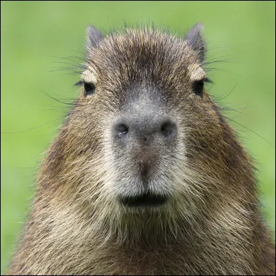 Combien dorteils les capybaras ont-ils sur leurs pattes avant ?