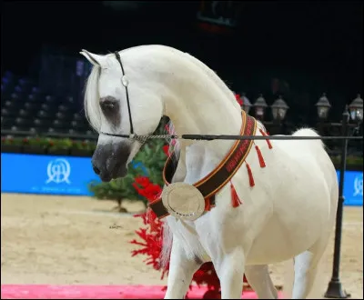 C'est l'anniversaire de ton amie. Elle veut un cheval à elle et... Bingo ! Tu en vois un magnifique et pas très cher. Le prends-tu ?