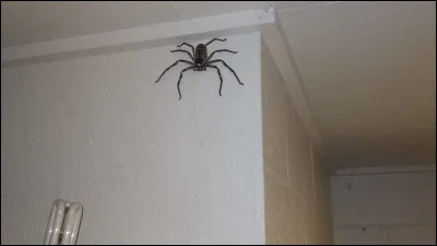 Situation 1 : Tu t'apprêtes à fermer les volets de ta chambre lorsqu'une araignée y rentre, que fais-tu ?