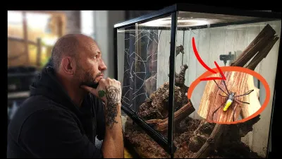 Situation 4 : Ton ami(e) t'a invité(e) chez lui(elle), quand il(elle) t'emmène dans sa chambre, tu vois qu'il(elle) a un terrarium rempli de grosses araignées noires ! Quelle est ta réaction ?