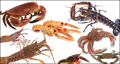 Cette image montre des...