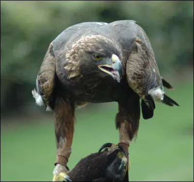 Quel animal représente donc le Kazakhstan ?