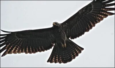 Quel est l'animal représentant l'Autriche ?