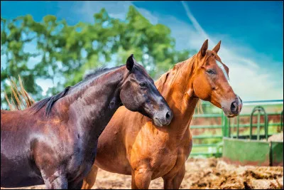Où est le falabella ?