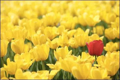 Quelle est la race la plus rare du monde ?