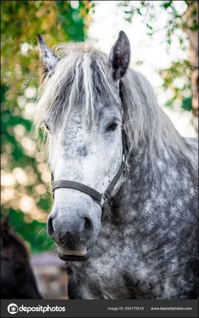 Quel est ce cheval ?