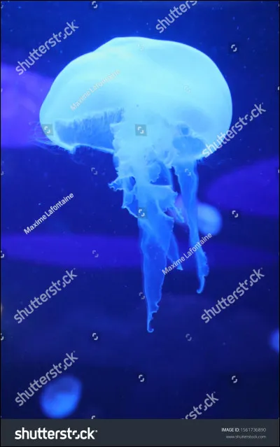 Quel est cet animal ?