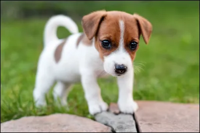Quel est cet animal ?