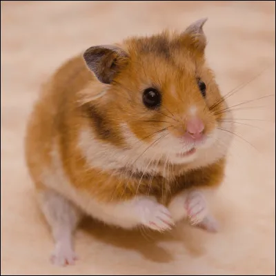 Quel est cet animal ?