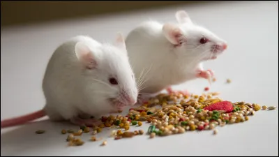 Quel est cet animal ?