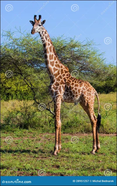 Quel est cet animal ?