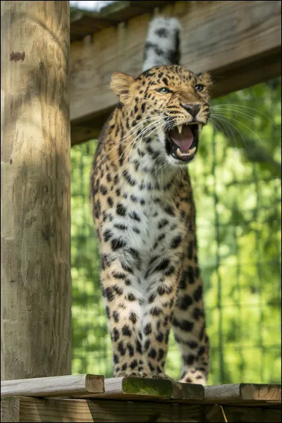 Quel est cet animal ?