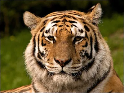 Quel est cet animal ?