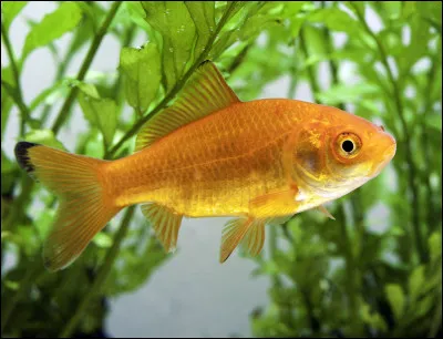 Quel est cet animal ?