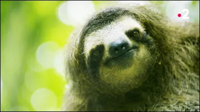 Combien de temps faut-il à un paresseux pour faire un kilomètre ?