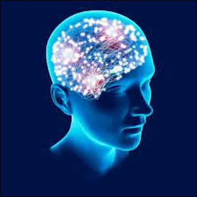 Quel animal est le seul représentant actuel de lordre des proboscidiens ?