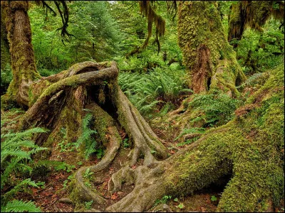Qui chante le titre "Prendre racine" ?