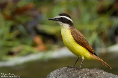 Tête dure, c'est le...