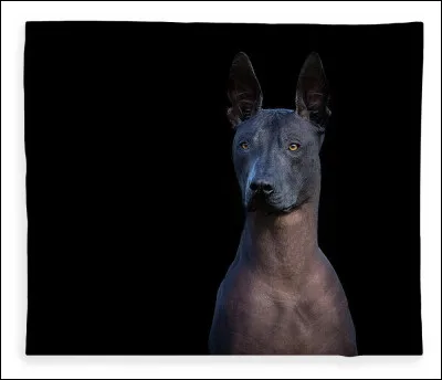 La race de chien la plus ancienne du monde est apparue vers 4780 av. J.-C.