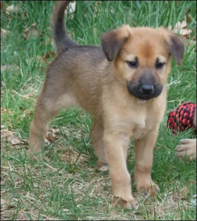 Le chinook compte moins de 70 individus dans le monde.