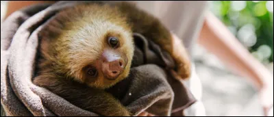 Lui n'est jamais pressé, alors connais-tu son nom ?