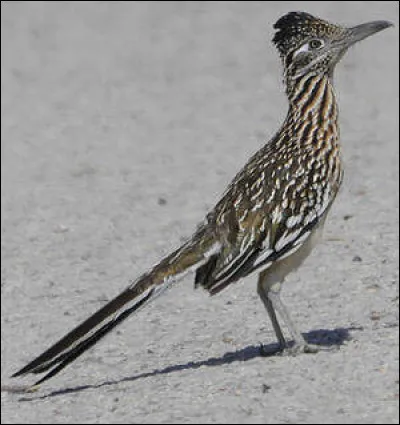 A quel héros de BD ou de film d'animation te fait penser cet oiseau ?