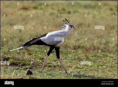 Quel est son poids ?