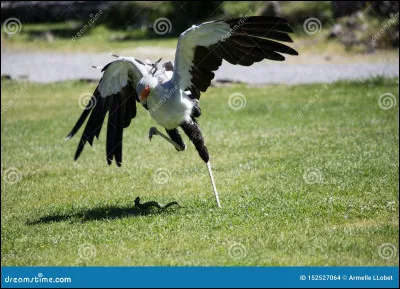 Que contient l'alimentation du messager sagittaire ?