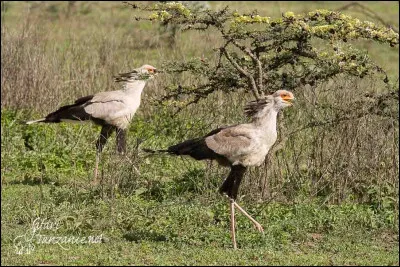 Où peut-on trouver le messager sagittaire ?