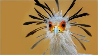 Quels sont les autres noms du messager sagittaire ?