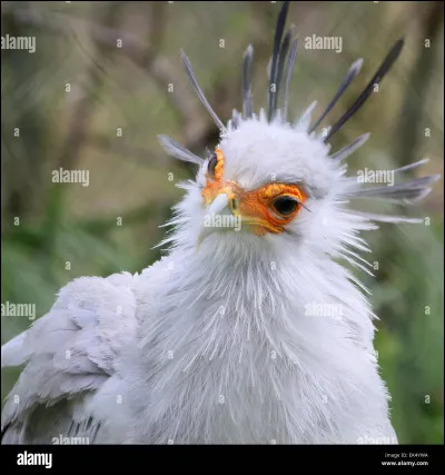 Combien d'ufs une femelle pond-elle en moyenne ?