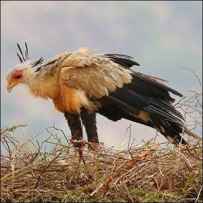 Combien de temps dure la couvaison ?