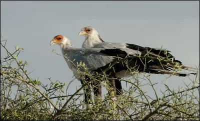Quel est son statut de conservation ?