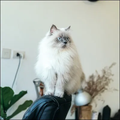 Quel est cet animal ?