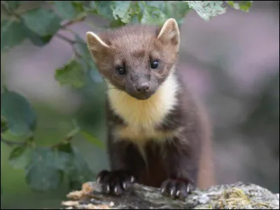 Quel est, parmi ceux ci-dessous, l'animal symbolisant la Croatie ?