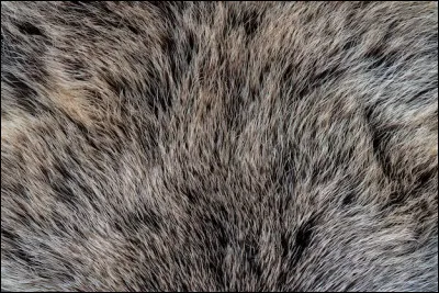 Quel est l'animal emblématique de la Finlande ?