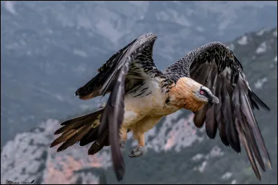 Quel est l'animal qui symbolise Andorre ?