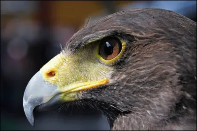 Quel animal est emblématique de l'Autriche ?