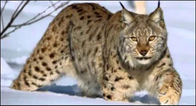 Et quel est l'animal représentant la Bosnie-Herzégovine ?