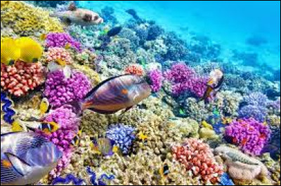 La superficie de la Grande Barrière de corail est proche de celle d'un pays d'Europe. Lequel ?