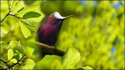 Quel pays a été plusieurs fois soupçonné d'être à l'origine du coronavirus ?