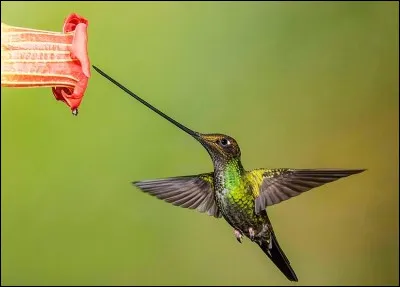 Quel ingrédient trouve t-on dans le Bloody Mary, du jus de ...