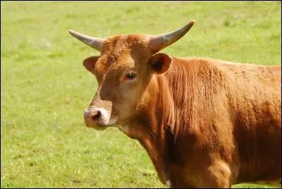 Quel est cet animal ?