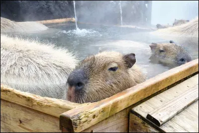 Quel est ton animal pr&eacute;f&eacute;r&eacute; ?