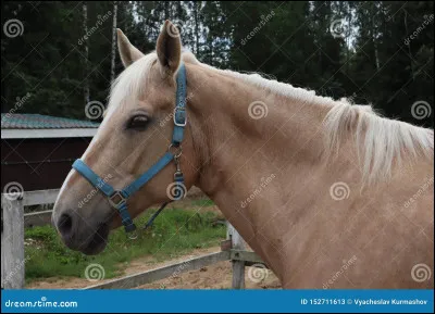 Comment appelle-t-on les "cheveux" d'un cheval ?