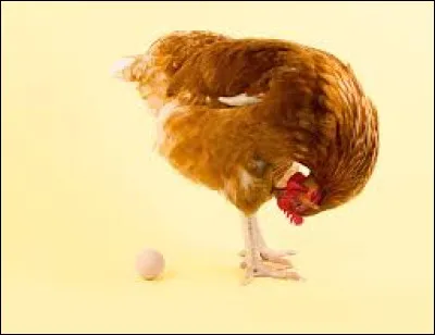À quel âge une poule commence-t-elle généralement à pondre des ufs ?