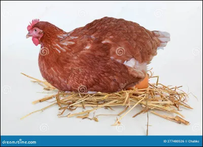 Combien de temps faut-il en moyenne à une poule pour pondre un uf ?