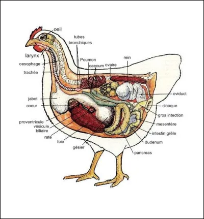 Quel organe d'une poule lui permet de digérer les aliments durs comme les graines ?
