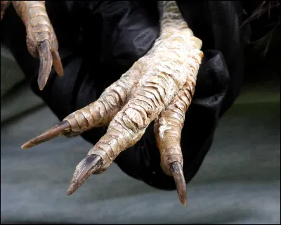 Quel est le nom donné à la maladie sur l'image ?
(Toutes les maladies dans les questions sont de vrais nom de maladies et elles parlent toutes de maladies de pattes chez la poule.)